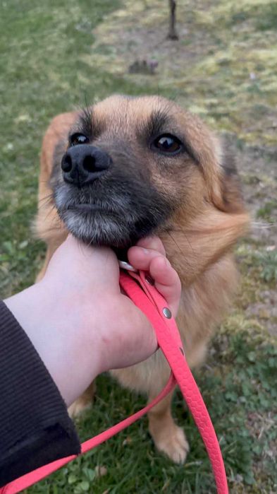 7 kg miłości – delikatny piesek do adopcji