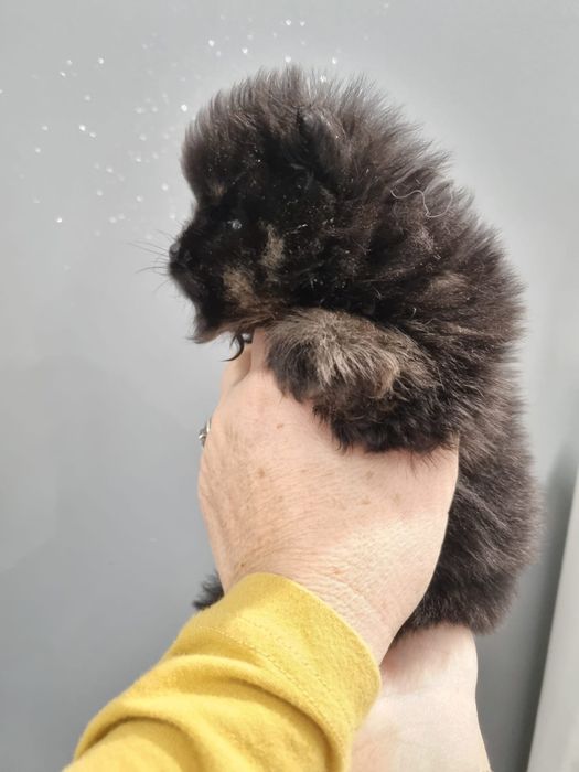 Piesek pomeranian szpic miniaturowy  orange black