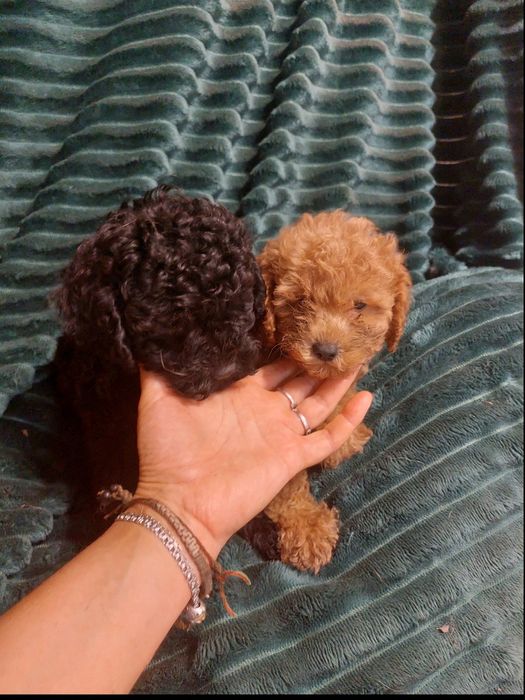 Кукольные  той-пуделя и мальтипу