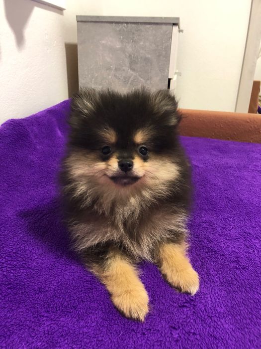 Macho Lulu da Pomerânia Mini