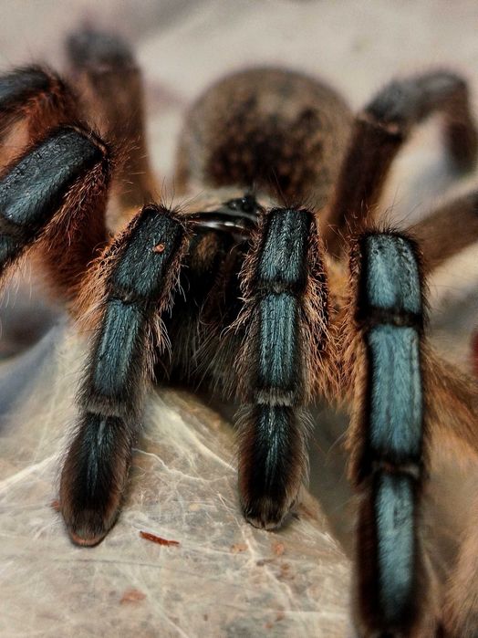 Ptasznik Harpactira pulchripes L2