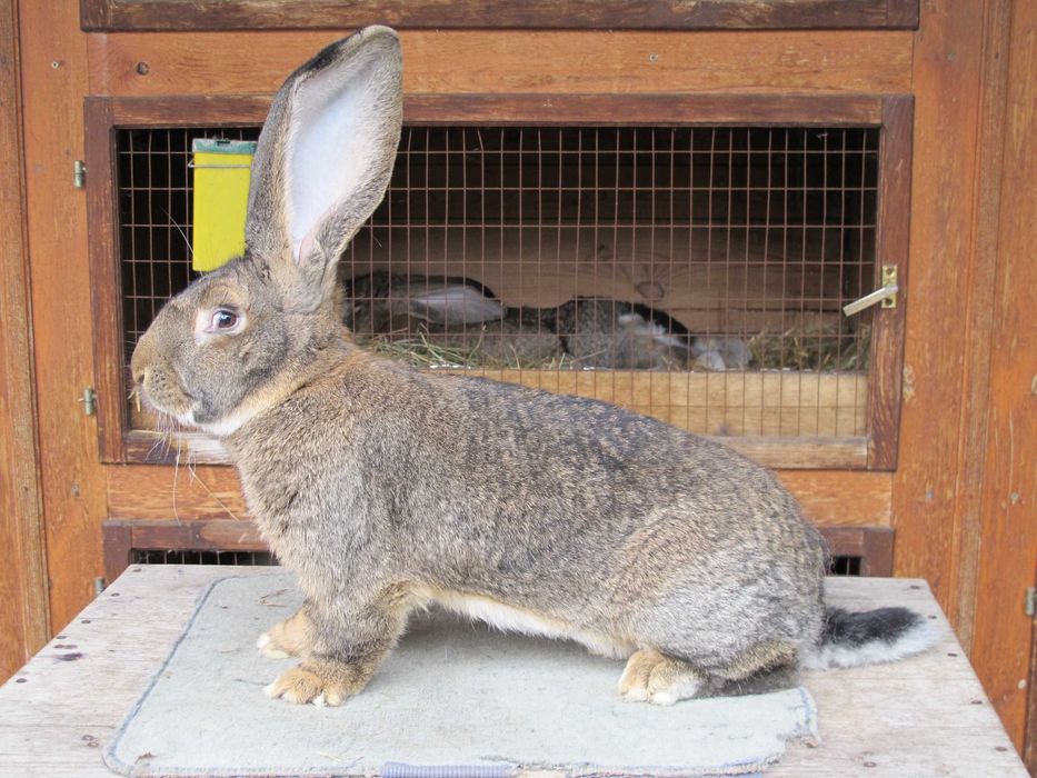 продам кролики різних порід