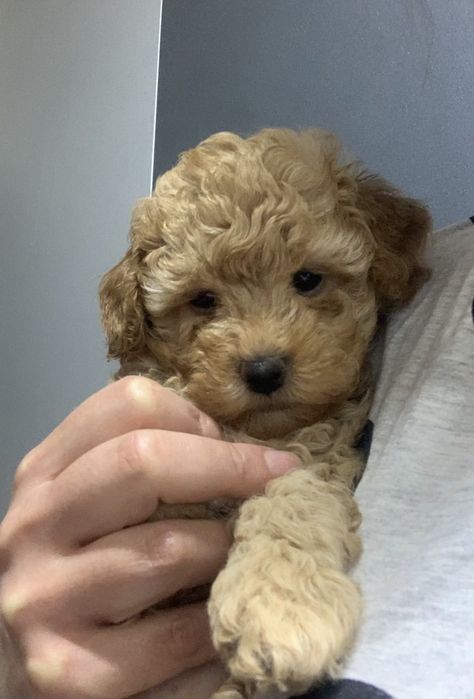 Той Пудель Хлопчик Карамель однотонний