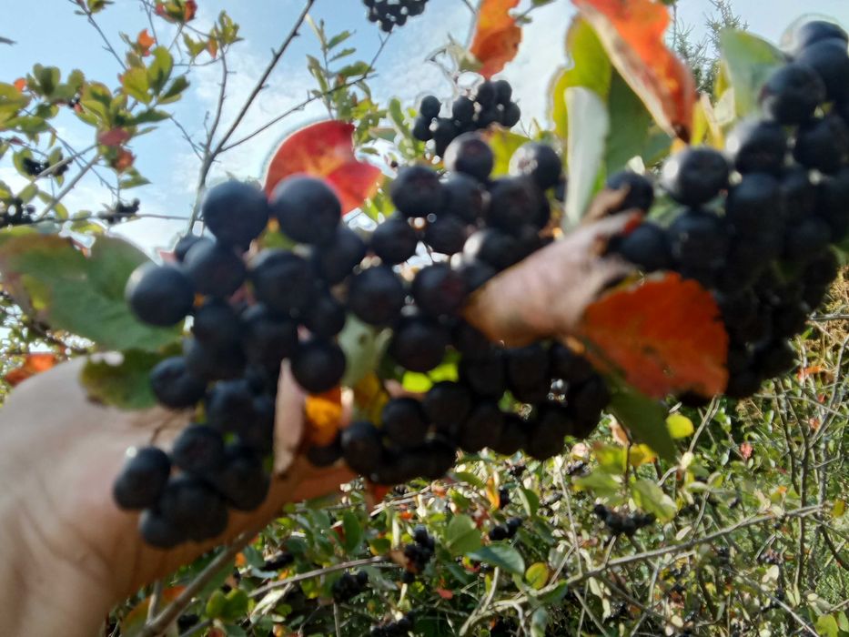 Aronia ekologiczna, soczyste owoce, 10 kg