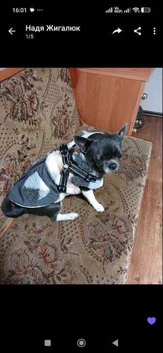 Вʼязка Чіхуахуа , чудовий хлопчик