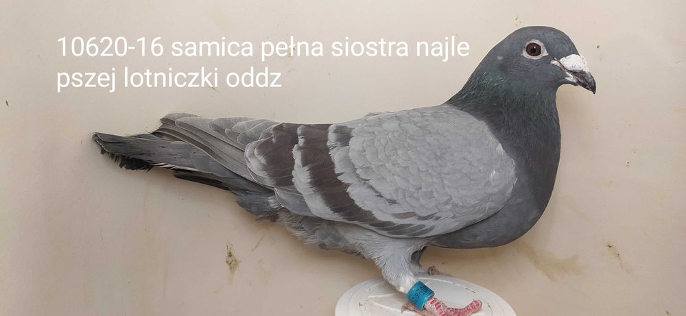 Gołębie pocztowe, siostra, wnuczka najlepszej lotniczki oddz