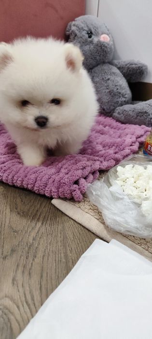 Продаж маленьких білого кольору шпіцульки  !