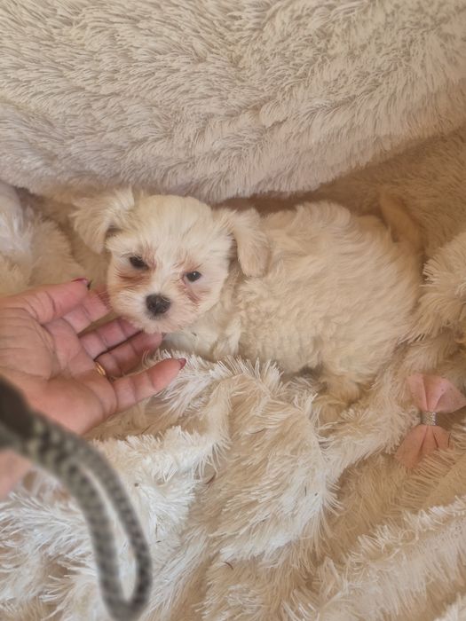 Bichon Maltês Fêmea Criadora Registada PT3088FL