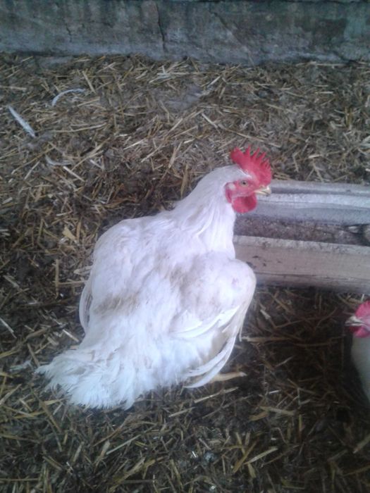 Kurczak, kurczaki,brojlery chów ekologiczny