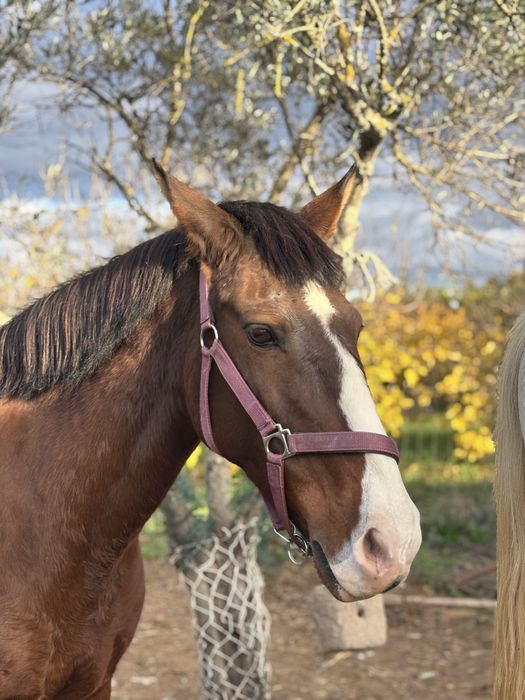 Egua castanha cruzada com lusitano