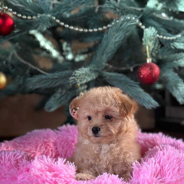 Малыш мальтипу. Мини размер.