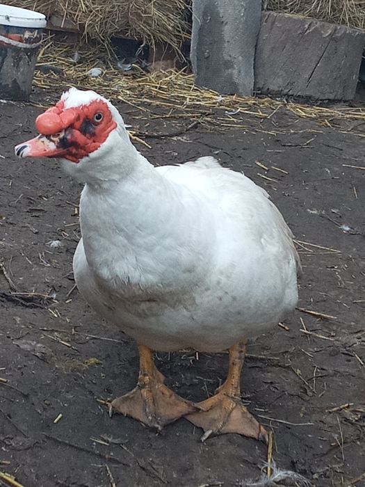 Продам качки шипуни
