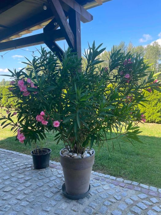 Oleander pełny różowy
