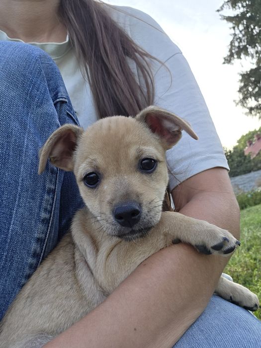 Trixi, szczeniak do adopcji