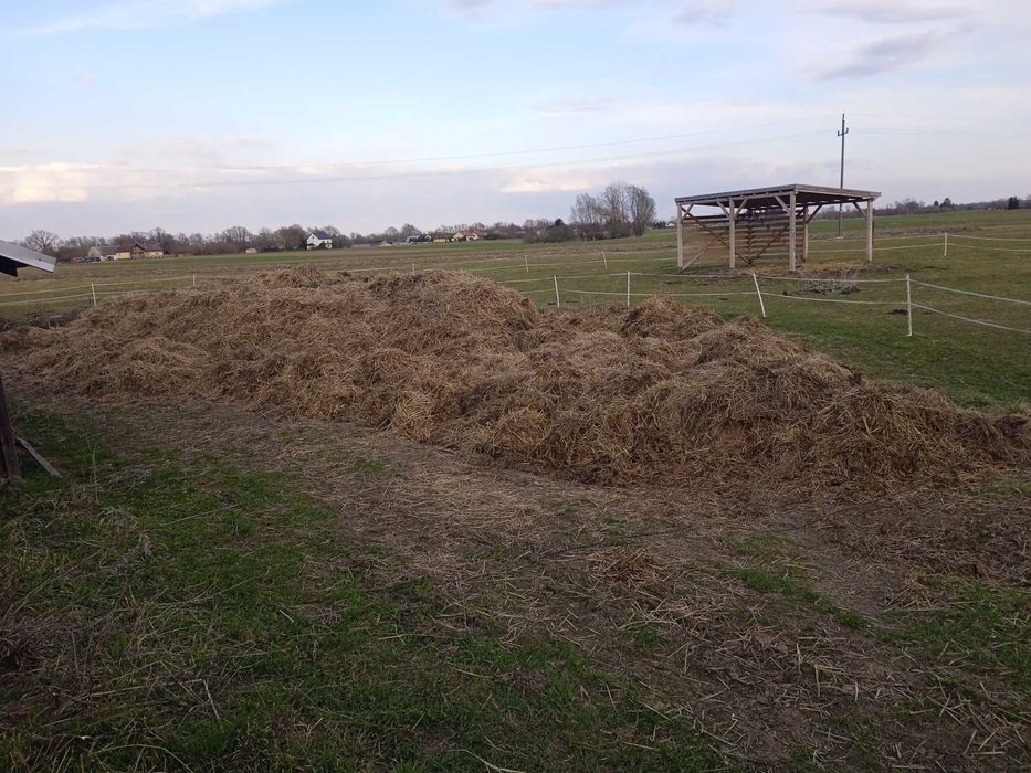 Obornik bydlęcy oddam