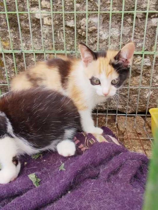 Gatinhos adoção responsavel gato gata