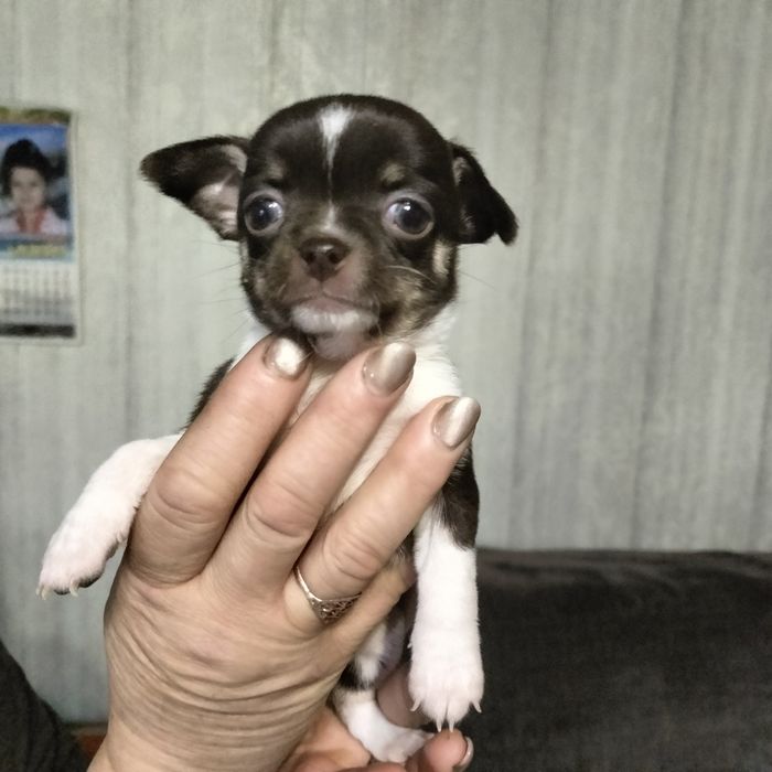 Минички-малышки и мальчишки.