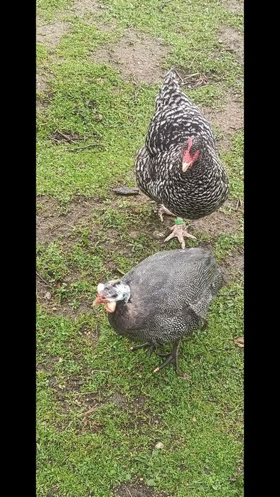 Ovos galados para incubação