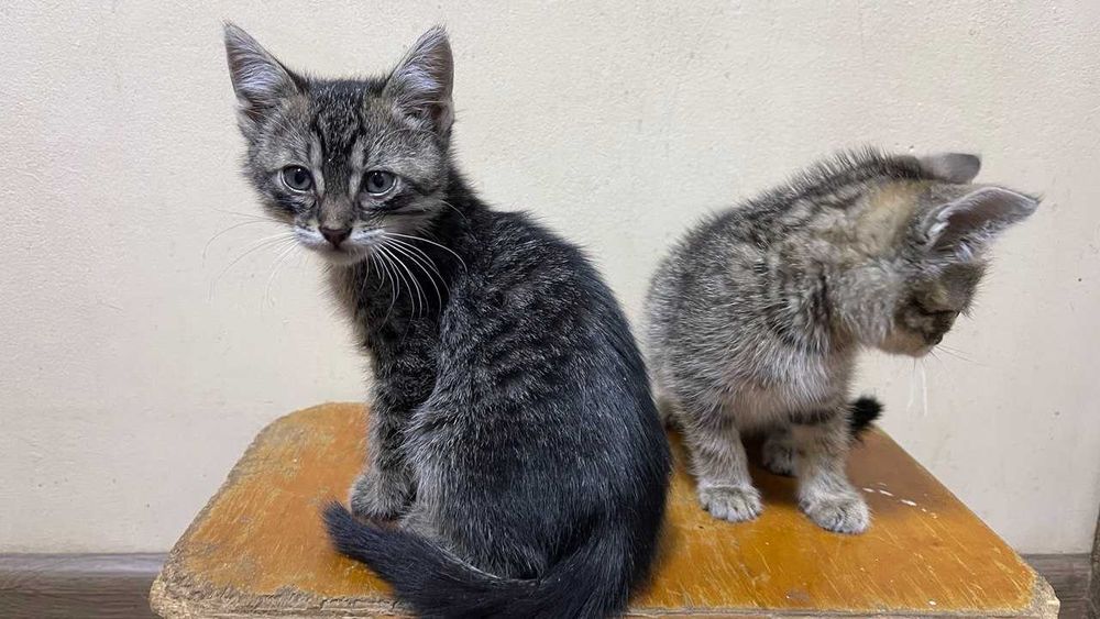 Котята, мальчики, ищут любящих хозяев
