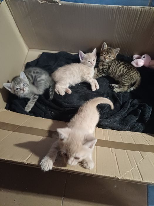 Oddan w dobre rece kotki