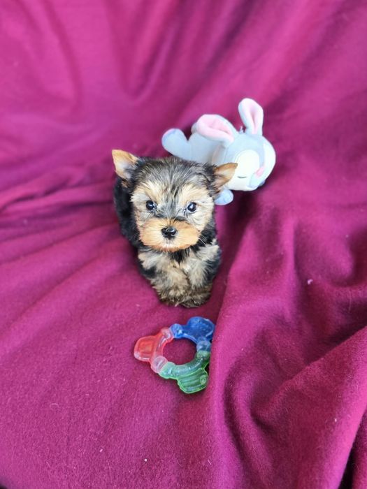 Piesek mini Yorkshire terrier