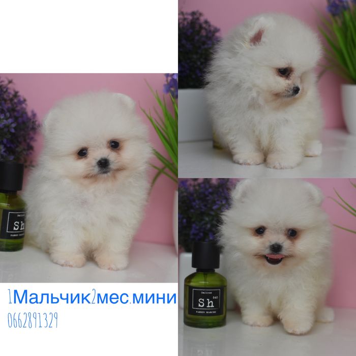 Шпиці міні мішки