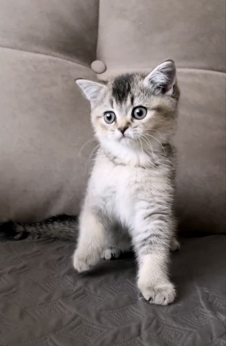 Шотландський прямовухий хлопчик
