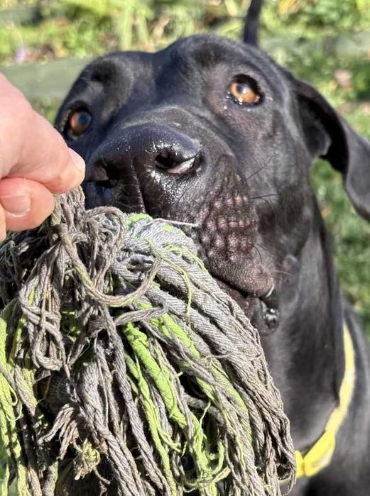 Rumor w typie doga niemieckiego szuka domu