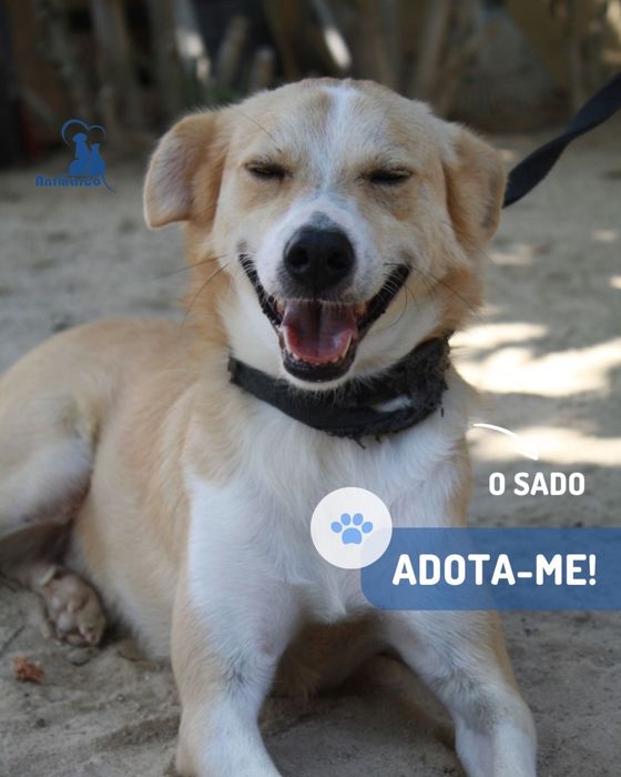 Sado cao jovem porte médio