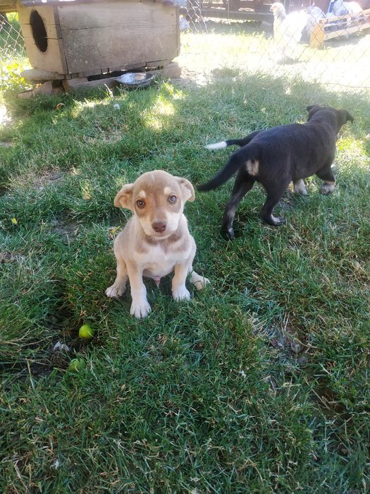 Собачки шукають дім