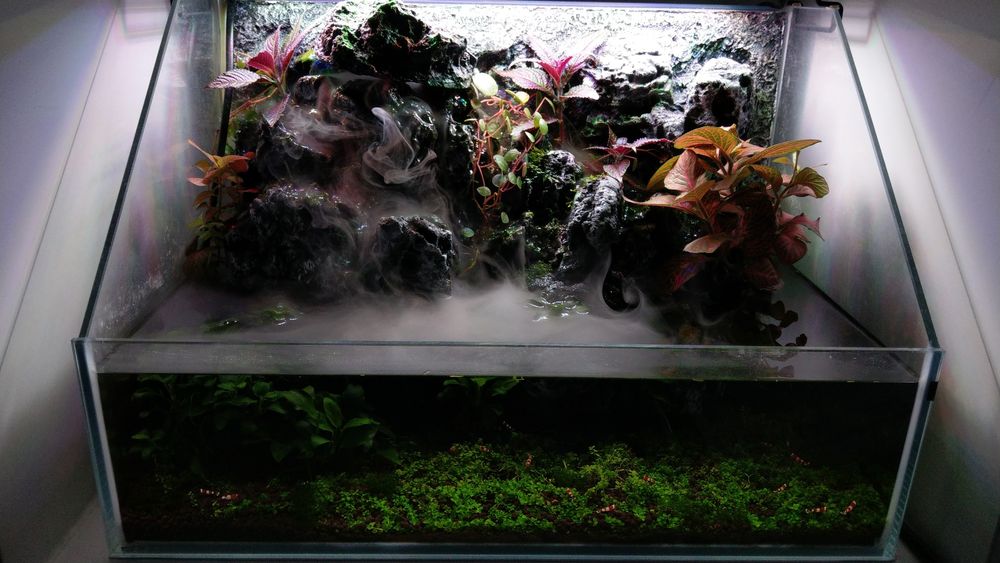 Paludarium Invital 45cm + Caridina cristal red akwarium krewetkarium i terrarium w jednym