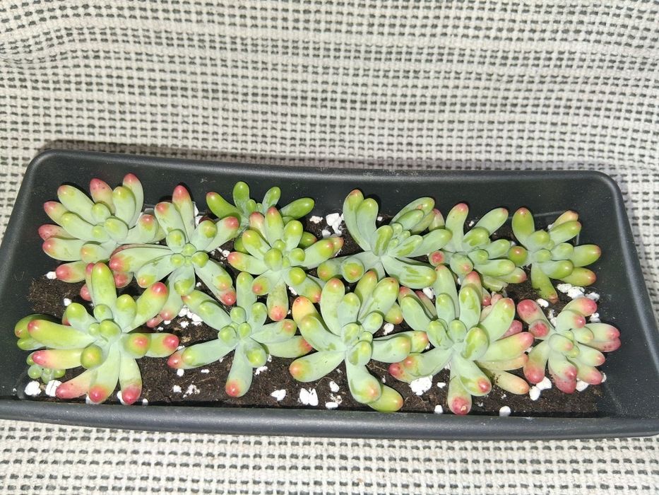 Decoração Natural