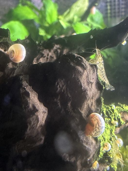 Pink Ramshorn Snail (caracol de água doce)