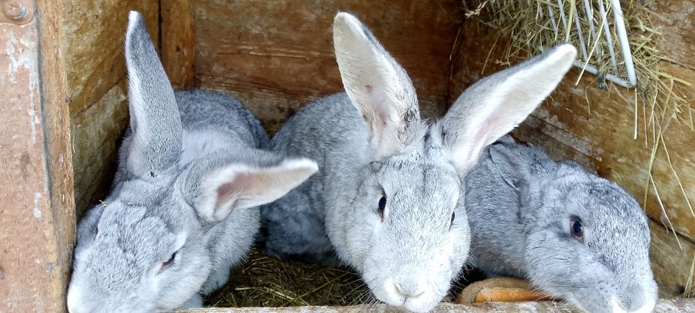 Króliki młode samce