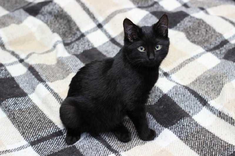 Граціозна малеча  - кішечка Лія, 3 міс