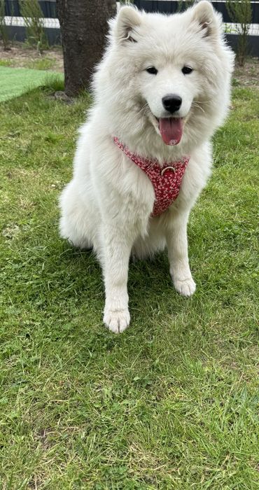 Samojed roczna suczka