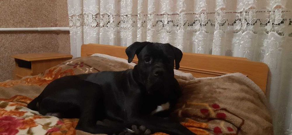 Вязка Кане Корсо