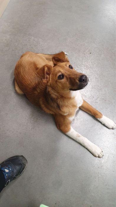 Цуценя, песик 6 місяців