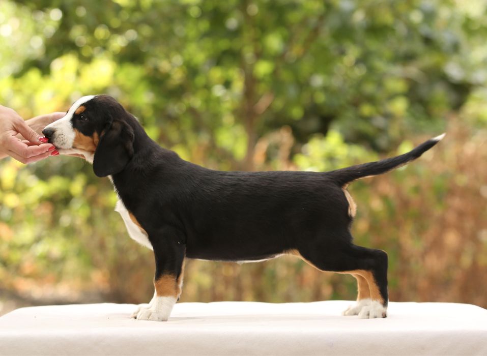 Ентлебухер Энтлебухер зенненхунд цуценята