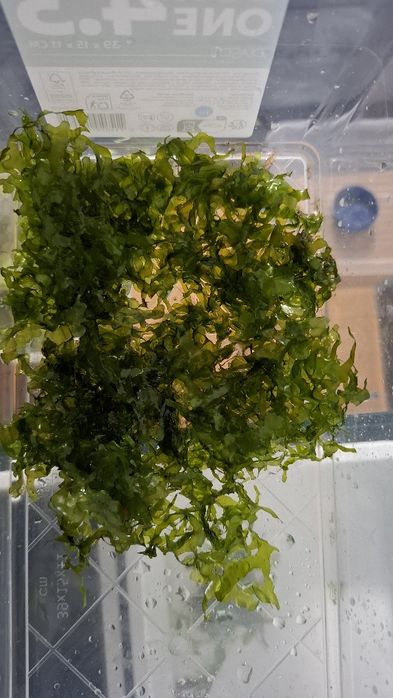 Musgo pellia (Aquário Plantas)