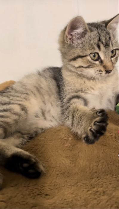 Котята в ответственные руки