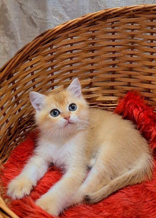 Прямоухие и Вислоухие  котята  золотая шиншилла