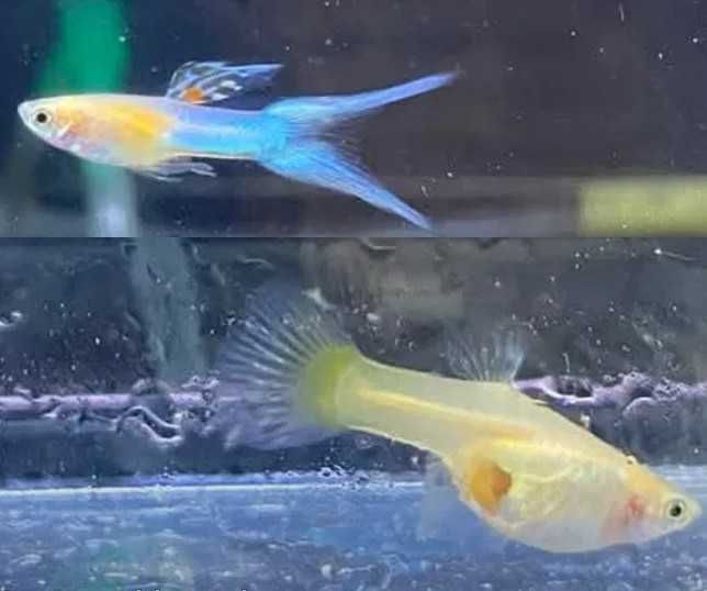 Endler Japan Blue - para za 10 zł | Rybki do akwarium