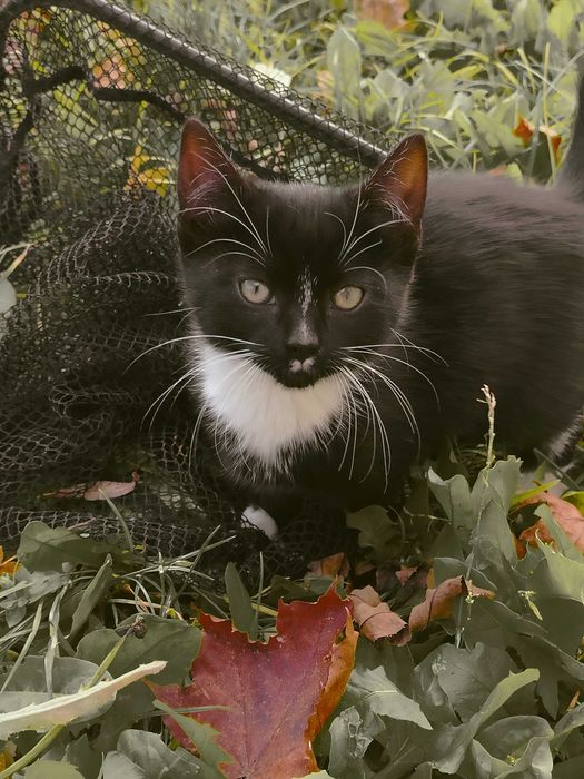 Kotki oddam w dobre ręce