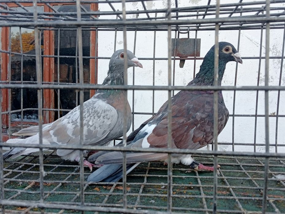 Gołębie pocztowe opal