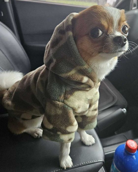 В'язка  чихуахуа міні стандарт