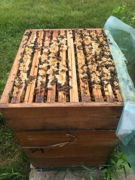 Matki pszczele Krainka Słowenka nieunasiennione