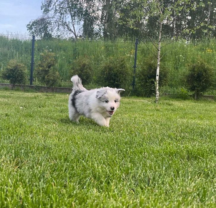 Border collie blue merle ZKwP/ FCI