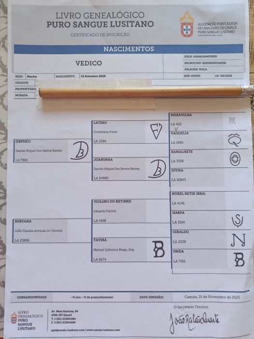 Poldro Lusitano ruço com livro azul