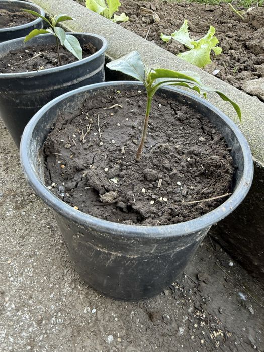Loreiras em vaso para venda